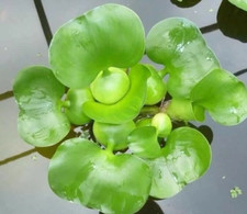 Kazen Aquatic 100 ORGANIC GROWN Water Hyacinth. Pond plant