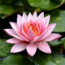 Nymphaea Madame Water Lily Pond Aquarium Plants Factory