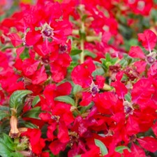 Cuphea Sweet Talk Red plug plants garden tubular flowers half