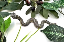 NEW FIMO CLAY RATTLESNAKE SCULPTURE  by JON S. ANDERSON! LOWEST PRICES!