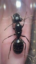 Fresh caught, Black Carpenter Ant Queen, Camponotus Pennsylvanicus, FEEDER ONLY.
