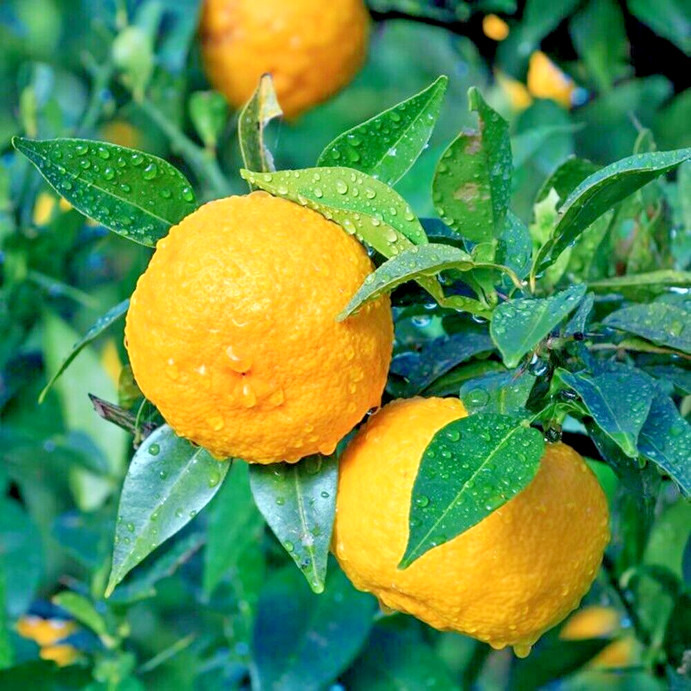 Yuzu Mandarin Orange Grafted Plant Citrus Junos Fruit Tree Tropical Tall  20'' | eBay