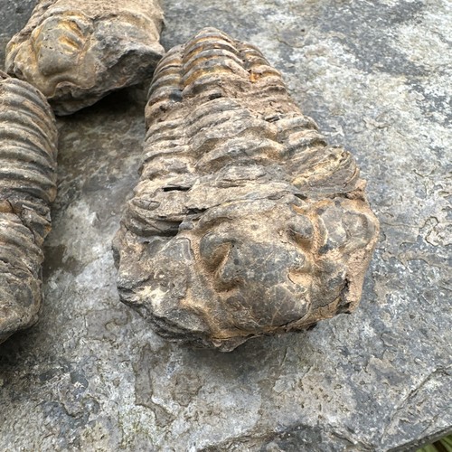 1 genuine Fossil Calymene trilobite. Ordovician, 500myo. Morocco - Picture 2 of 7