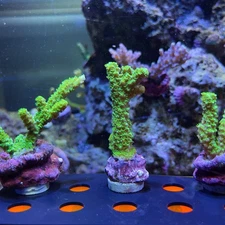 Green Slimer Acropora - WYSYWYG LIVE CORAL (A4)