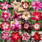 Adenium obesum seёds, 20 Adenium obesum mix seёds, Desert rose, heirloom -1011