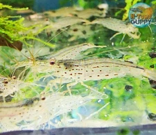 10 +1 AMANO ALGAE EATER - Freshwater Neocaridina Aquarium Shrimp. Live Guarantee