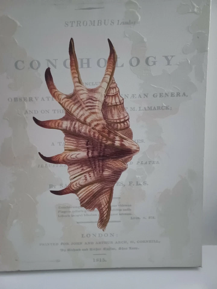 Conchology Strombus Lambis on Canvas London: printed for John and Arthur Arch,61 - Image 4 of 4