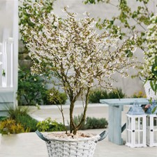 Cherry Blossom 'Kojo-No-Mai'. 9cm Plant x 2. RHS AGM Winner. Prunus. Sakura