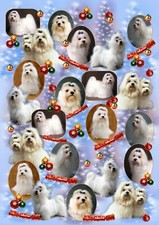 Carta da imballaggio regalo Natale cane maltese - di Starprint - un foglio semi lucido