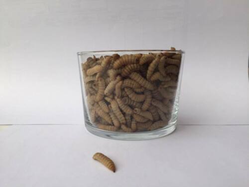 Hermetia Illucens - Black Soldier Fly Larvae (BSFL) 250gr - Picture 1 of 5