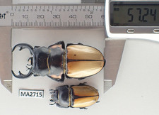 Odontolabis for collectors | large size | Collector's Secret