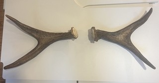 Small Moose Antler Set