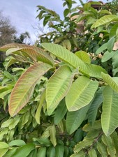 Organic Guava Leaves - 50 - Fresh - Psidium guajava - Arizona Grown