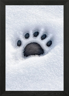 Bärentatze Druck im Schnee gerahmt Wandbild Poster Leinwanddruck Bild