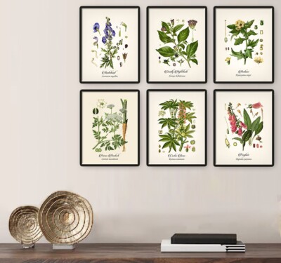 BOTANICAL ART 【import品】 Amazon.com: Vintage Deadly Botanical Poisonous Plant Floral Print