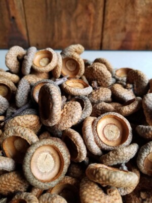 1 Pound (16 oz) Acorn cap assortment, Red, White Oak, Singles, Doubles, Triples