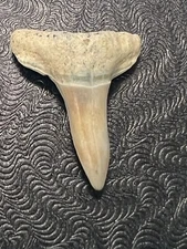 FOSSILIZED SHARK TOOTH…7/8 Inch LEMON from Bone Valley Florida 