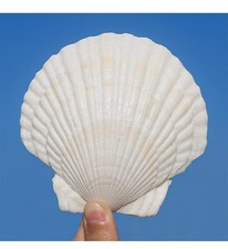 6 PCS Large White Scallop Shells 45 Inch Natural Sea Shells DIY Baking
