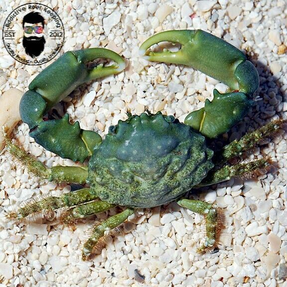 20 PACK Emerald Crab Clean Up Algae Invert Max 75% OFF Crew Control 100% quality warranty Saltwate