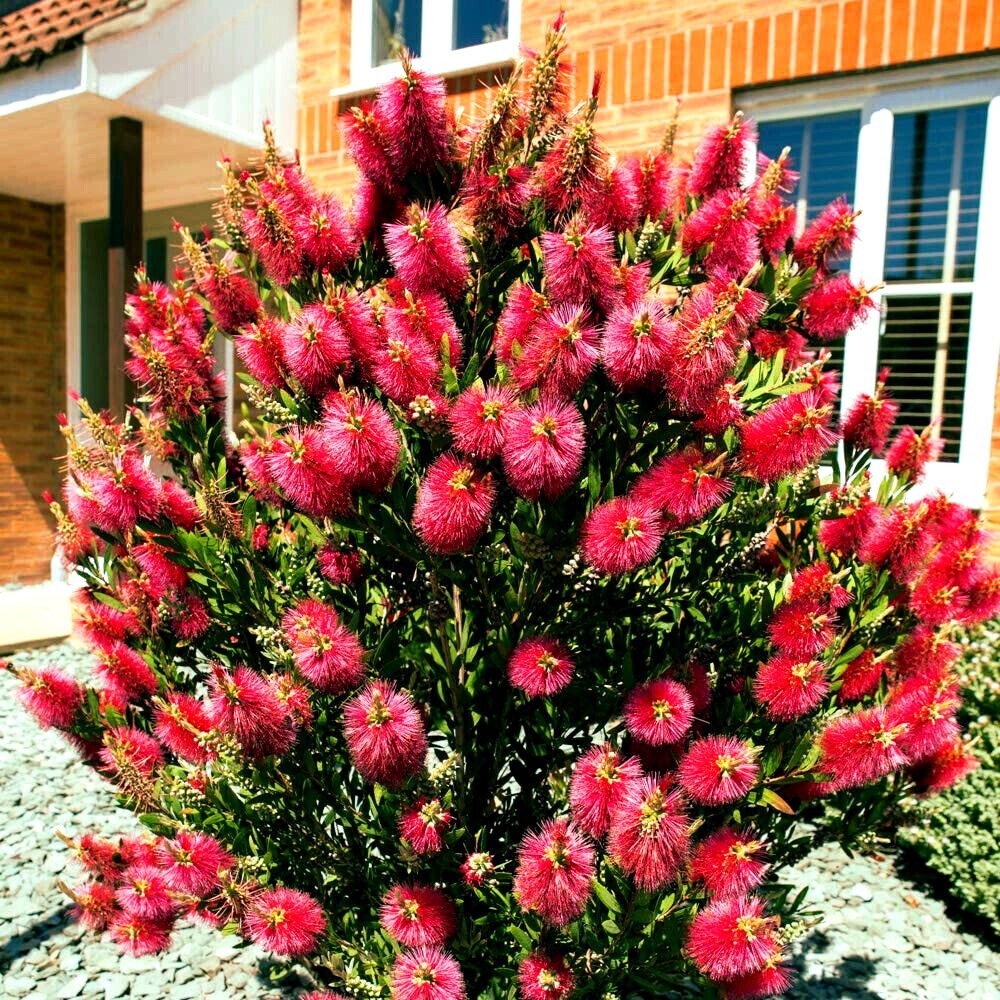 plastic plant pots near me Dillen 4.5" Square Pot HARD GOOD / Case of 660 / NA