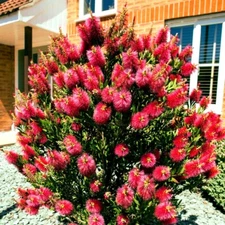 50 Crimson Bottlebrush Flower Tree Houseplant Garden Seeds Callistemon citrinus