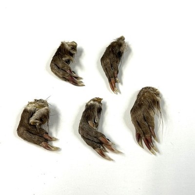Lot Of 5 Front Muskrat Cured Feet Real Taxidermy Weird Goth Odd Witchy #3912