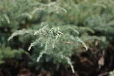 Helios 44 KMZ Photo Lens 13 blades 2/58 mm For Canon