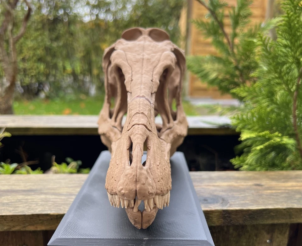 Réplica de calavera de bebé T-Rex tamaño real 1:1 - modelo fósil de dinosaurio impreso en 3D Foto 4 de 4