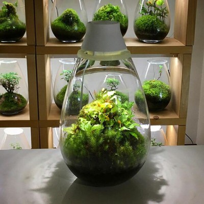 zilla leopard gecko kit