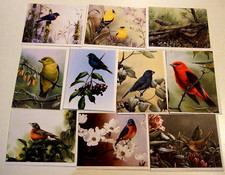 Lot of 10 Blank Different Variety Of Birds Greeting Cards - NEW JJ