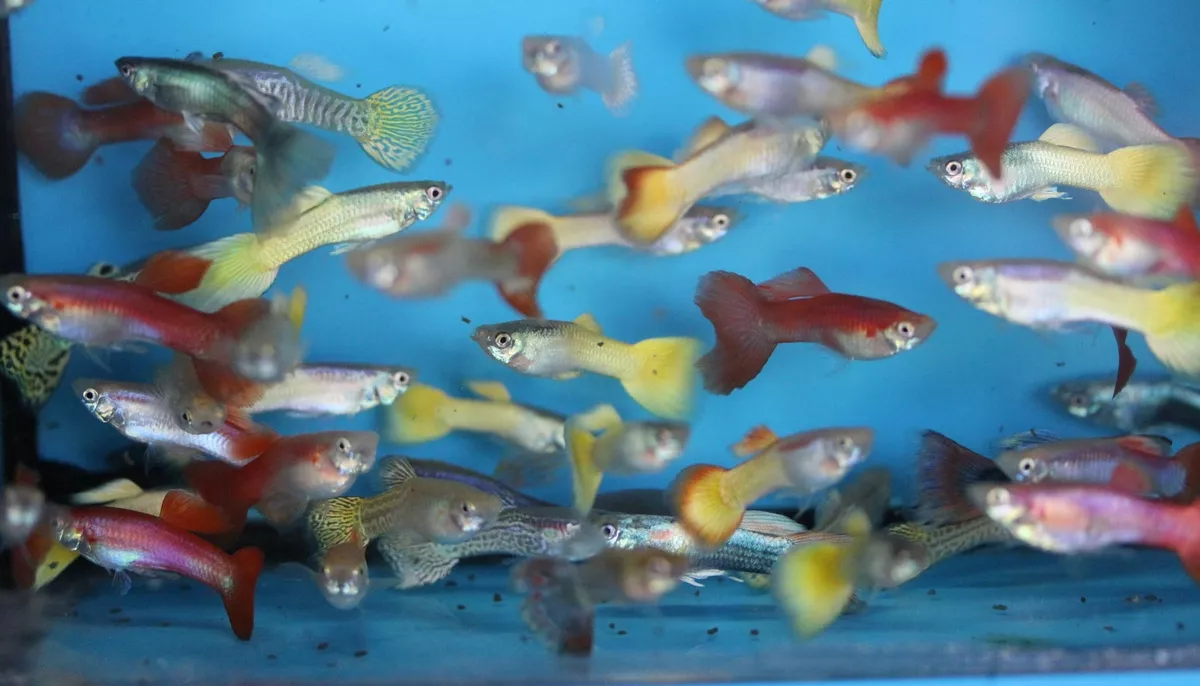 Guppy feeder top fish for sale