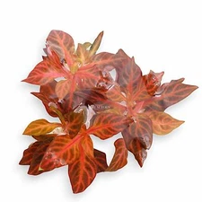 Alternanthera Rosanervig Mini | Aquarium Plants Factory®