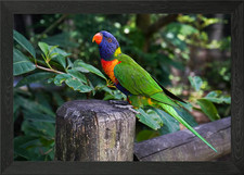 Rainbow Lorikeet on Wooden Post Framed Wall Art Poster Canvas Print Picture