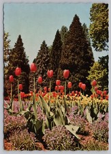 Insel Mainau Bodensee Spring Tulip Garden German Real Photo Postcard