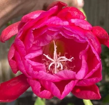 Epiphyllum Hybrid 'Zona Rosa' Fully-Rooted Starter Pot