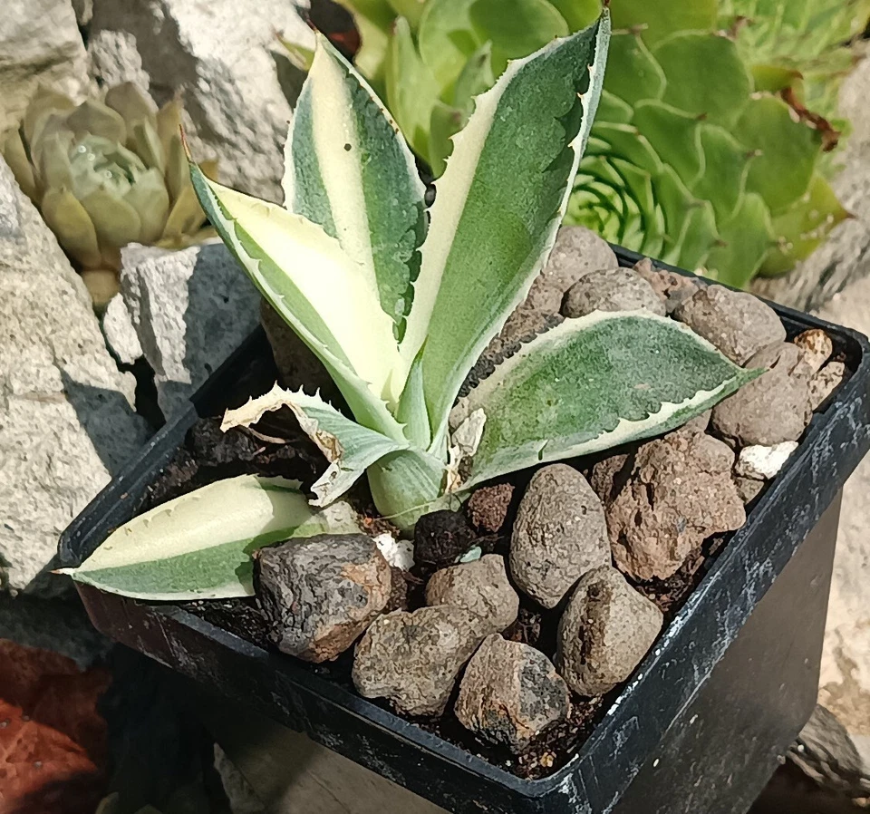 Agave Potatorum Variegata cactus cacti succulent live plant free gift own roots - Image 2 of 4