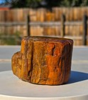 AZ Rainbow Petrified Wood, 1.43 Lbs, Jasperized, Polished Colorful Display! — photo 4