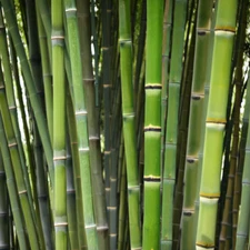 50 Bamboo Seeds Privacy Plant Garden Clumping Shade Screen "Arudinacea"