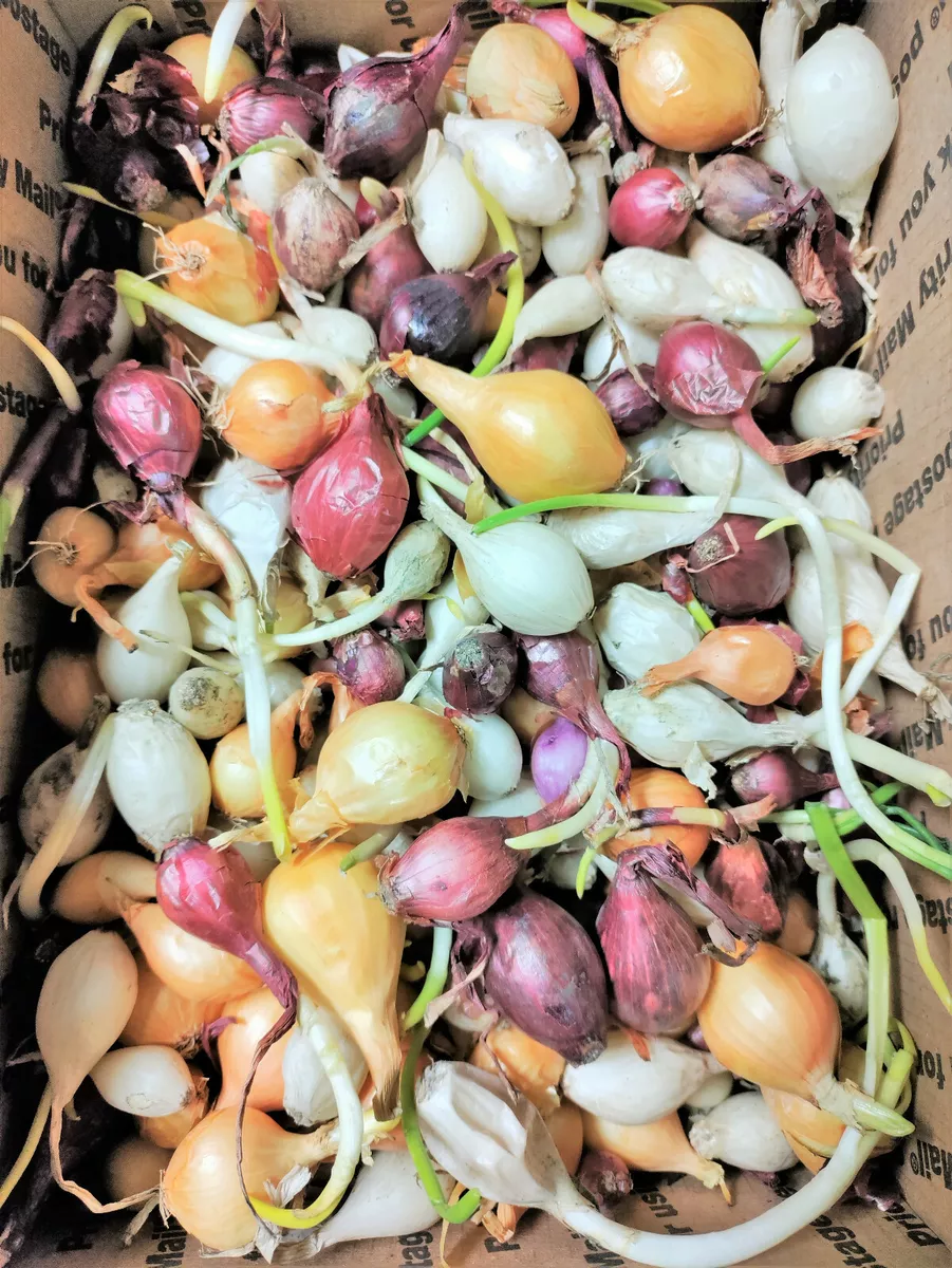 French Red Shallot Fall-Shipped Bulb Sets