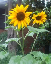 🌻40 tall Sunflower seeds  * plants with multiple stems * ORGANIC * FREE S/H