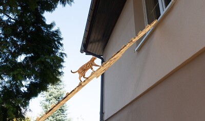 Scala Per Gatti Balcone Regolabile - Da 1 A 7 Metri Con Ganci In Metallo Per Gatti Anziani E Giovani - Foto 9