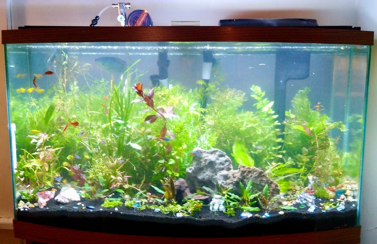 40-Gallon CUSTOM Mega Bundle Bulk Bunch/Pots of Live Freshwater Aquarium Plants! | eBay 40-Gallon CUSTOM Mega Bundle Bulk Bunch/Pots of Live Freshwater Aquarium Plants! | eBay