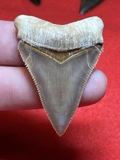 Museum Quality 2.11” Peruvian Otodus  Chubutensis Shark Tooth Fossil