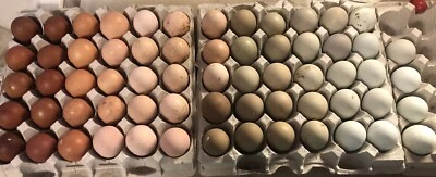 BLUE Hatching Eggs RAINBOW LAYERS 6+ Rare Ayam Cemani / Marans / Olive Eggers +NPIP!