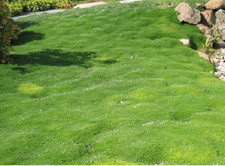 200 Irish Moss Seeds - Sagina Subulata - Impressive Ground Cover