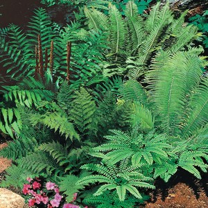 2-Live-LG-Root-Balls-Woodland-Fern-Low-light-Wet-Soil-Grows-Huge-All-Organic