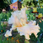 Tall Bearded Iris Rhizome "LET'S MISBEHAVE"  Lowell Baumunk  2013  AWARD WINNER! — photo 2