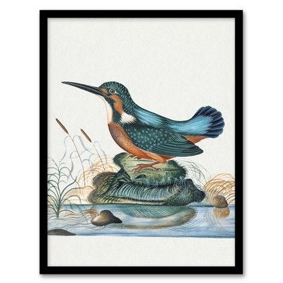 Common Kingfisher Vintage Illustration Bolton Framed Wall Art Print A3/A4