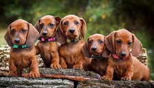 20 Pack Puppy Collars for Small Puppies Litter Safety Buckle Soft Nylon Whelp...