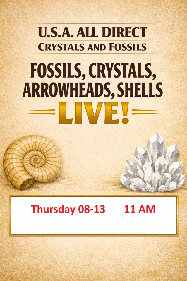THE ROCK STOP - ANCIENT - Fossils, Crystals, Arrowheads, Pet Wood, Amber